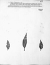 Septoria polygonorum image